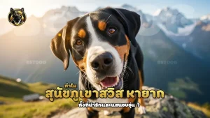 ทำไม สุนัขภูเขาสวิส หายาก