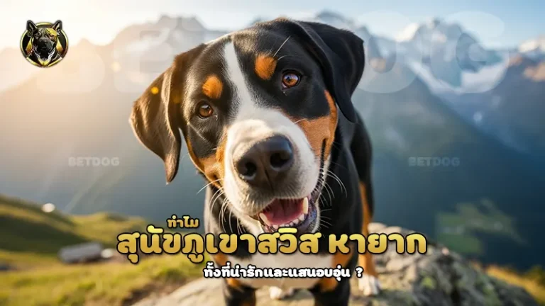 ทำไม สุนัขภูเขาสวิส หายาก