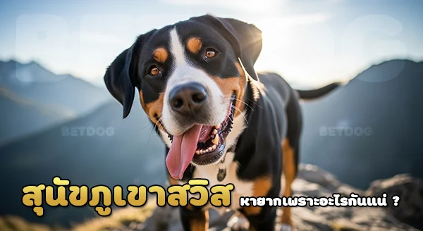 ทำไม สุนัขภูเขาสวิส หายาก