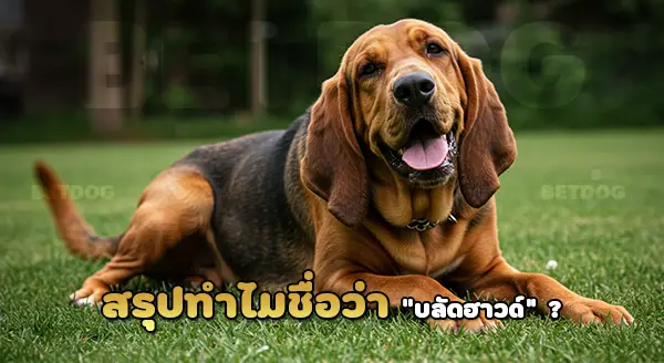 ทำไมเรียกว่า บลัดฮาวด์