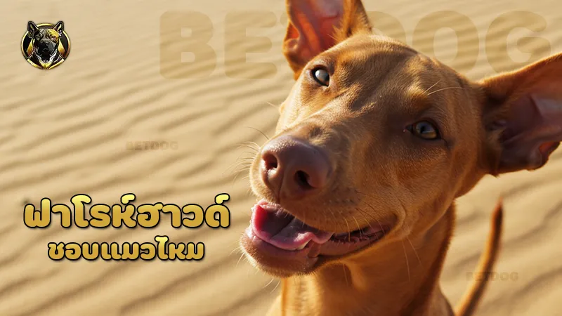 ฟาโรห์ฮาวด์ ชอบแมวไหม