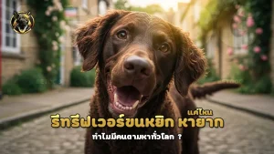 รีทรีฟเวอร์ขนหยิก หายากแค่ไหน