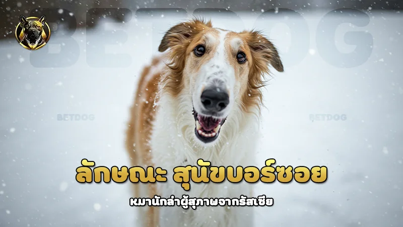 ลักษณะ สุนัขบอร์ซอย