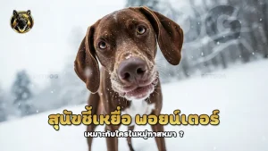 สุนัขชี้เหยื่อ พอยน์เตอร์