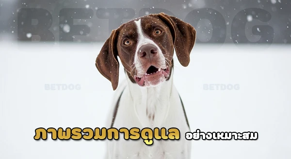 สุนัขชี้เหยื่อ พอยน์เตอร์