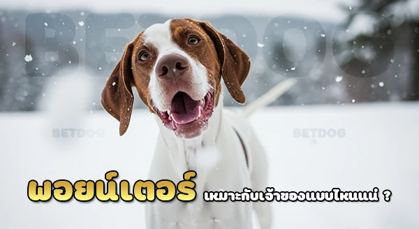 สุนัขชี้เหยื่อ พอยน์เตอร์