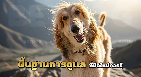 อัฟกัน ฮาวนด์ ดูแลยากไหม