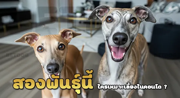 อิตาเลียนเกรย์ฮาวด์ vs วิปเพ็ท