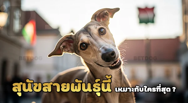 ฮังกาเรียนเกรย์ฮาวด์ เป็นพันธุ์อะไร