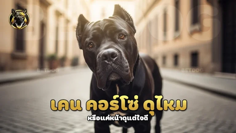 เคน คอร์โซ่ ดุไหม