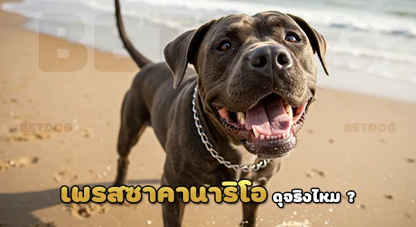 เพรสซา คานาริโอ เหมือนพิตบูลล์