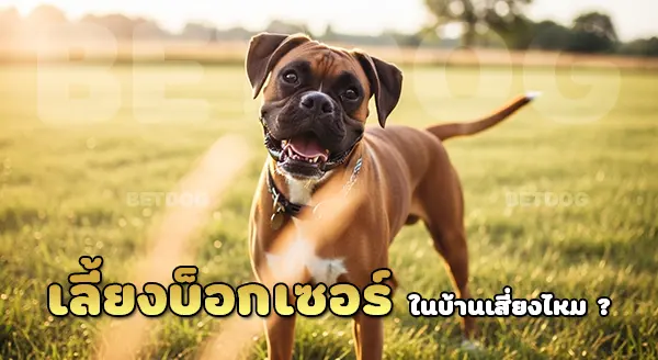 เลี้ยงบ็อกเซอร์ เสี่ยงไหม